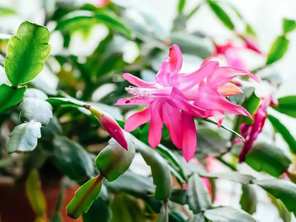 Christmas Cactus