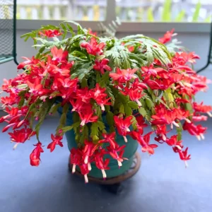 Christmas Cactus Plant 4" Pot - Colorful Holiday Blooms Indoor Growing