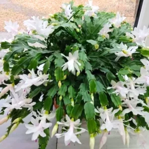 Christmas Cactus Plant 4" Pot - Colorful Holiday Blooms Indoor Growing
