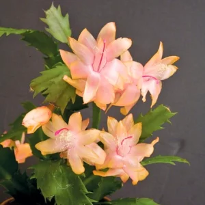 Christmas Cactus Plant 4