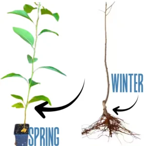 Common Sassafras Seedling - Live Plant in Quart Pot - 1 Year Old Tree