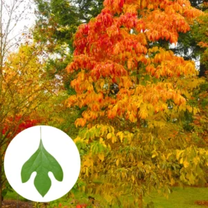 Common Sassafras Seedling - Live Plant in Quart Pot - 1 Year Old Tree