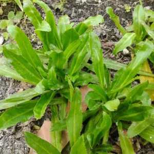 Culantro Live Plants Set of 4 - Garden Herb, 4-6 Inches Tall