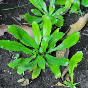 Culantro Live Plants Set of 4 - Garden Herb, 4-6 Inches Tall