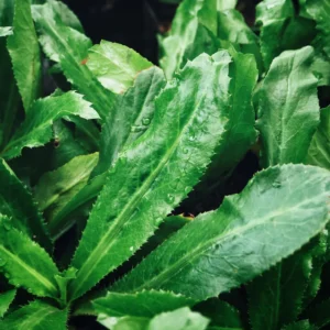 Culantro Live Plants Set of 4 - Garden Herb, 4-6 Inches Tall