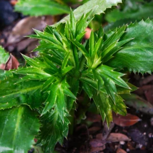 Culantro Plant Live - 4 Pack Herb Plant - Garden Ready - 4-6 Inches