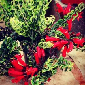 Curly Lipstick Plant Live Houseplant - 4 Inch Red Lipstick Vine