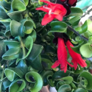 Curly Lipstick Plant Live Houseplant - 4 Inch Red Lipstick Vine
