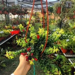 Curly Lipstick Plant Live Houseplant - 4 Inch Red Lipstick Vine