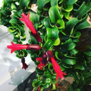 Curly Lipstick Plant Live Houseplant - 4 Inch Red Lipstick Vine
