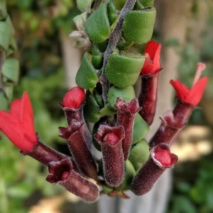 Curly Lipstick Plant Live Houseplant - 4 Inch Red Lipstick Vine
