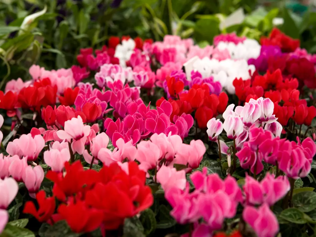 Cyclamen 