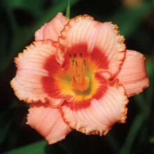 Daylily Bulbs for Planting - 3 Pack Annual Flower Plant Bulbs