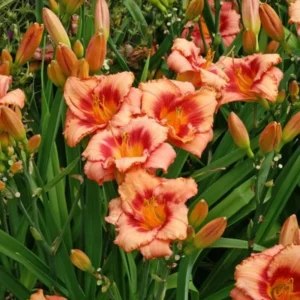 Daylily Bulbs for Planting - 3 Pack Annual Flower Plant Bulbs