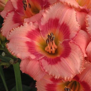 Daylily Bulbs for Planting - 3 Pack Annual Flower Plant Bulbs