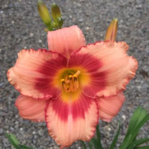Daylily Bulbs for Planting - 3 Pack Annual Flower Plant Bulbs