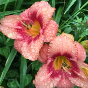 Daylily Bulbs for Planting - 3 Pack Annual Flower Plant Bulbs