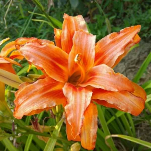 Double Orange Daylily Bulbs - 3 Pack - Annual Flower Plant Bulbs for Planting