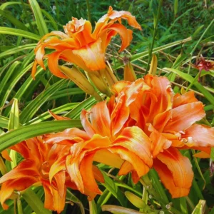 Double Orange Daylily Bulbs - 3 Pack - Annual Flower Plant Bulbs for Planting