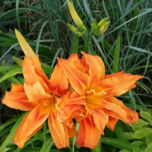 Double Orange Daylily Bulbs - 3 Pack - Annual Flower Plant Bulbs for Planting