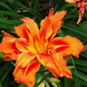 Double Orange Daylily Bulbs - 3 Pack - Annual Flower Plant Bulbs for Planting