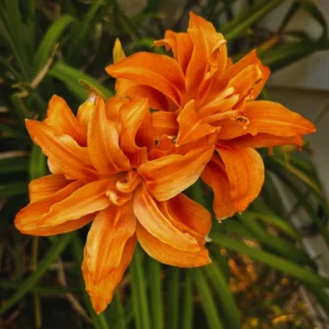 Double Orange Daylily Bulbs - 3 Pack - Annual Flower Plant Bulbs for Planting