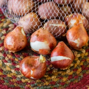 Double Tulip Bulbs Spring Planting Mix Large Flower Bulbs Garden Indoor Outdoor