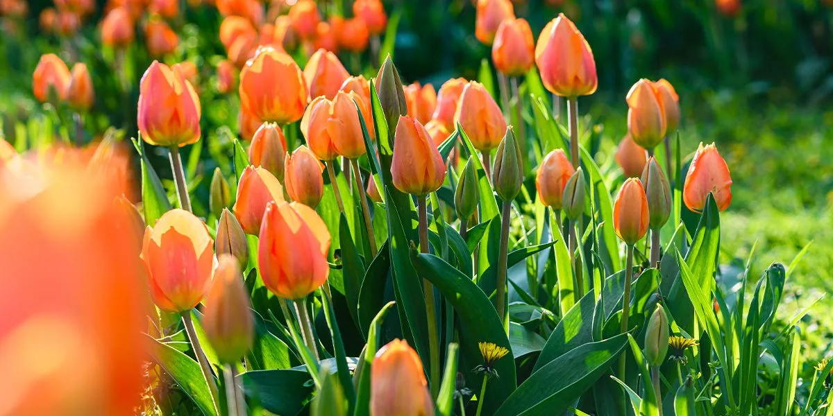 FALL-PLANTED FLOWER BULBS NOW ON SALE