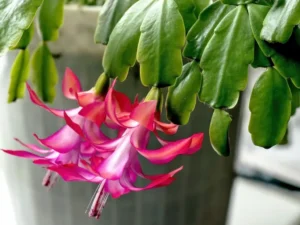 How to Prune Christmas Cactus