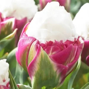 Ice Cream Tulip Bulbs - 15 Pack Fall Planting - Colorful Spring Flowers