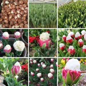 Ice Cream Tulip Bulbs - 5 Spring Planting Flower Bulbs Growing