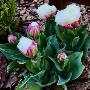 Ice Cream Tulip Bulbs - 5 Spring Planting Flower Bulbs Growing