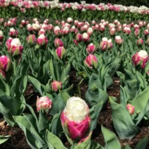 Ice Cream Tulip Bulbs - 5 Spring Planting Flower Bulbs Growing