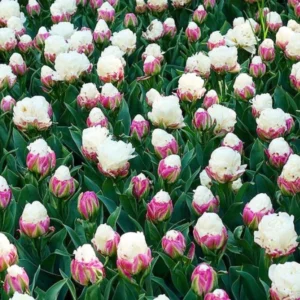 Ice Cream Tulip Bulbs - Fall Planting Flower Bulbs Zones 3-8