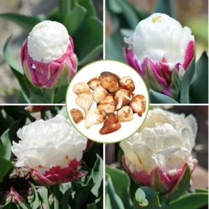 Ice Cream Tulip Bulbs - Fall Planting Flower Bulbs Zones 3-8