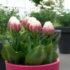 Ice Cream Tulip Bulbs - Fall Planting Flower Bulbs Zones 3-8