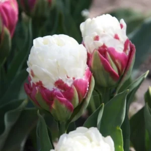 Ice Cream Tulip Bulbs - Fall Planting Flower Bulbs Zones 3-8