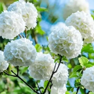 Japanese Snowball Viburnum