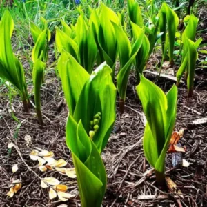 Lily of The Valley Bareroot Flower Plant - 10 Bulbs - Indoor Outdoor Growing