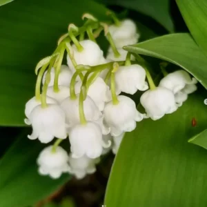 Lily of The Valley Bareroot Flower Plant - 10 Bulbs - Indoor Outdoor Growing