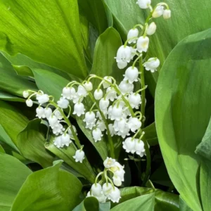Lily of The Valley Bareroot Flower Plant - 10 Bulbs - Indoor Outdoor Growing