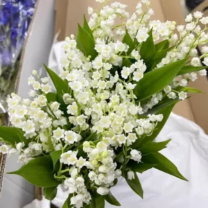 Lily of The Valley Bareroot Flower Plant - 10 Bulbs - Indoor Outdoor Growing