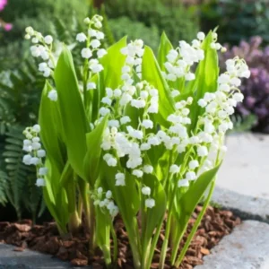 Lily of The Valley Bareroot Flower Plant Bare Roots for Gardening