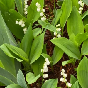 Lily of The Valley Bareroot Flower Plant Bare Roots for Gardening