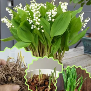 Lily of The Valley Bareroot Flower Plant Bare Roots for Gardening