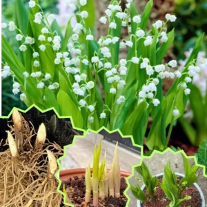 Lily of The Valley Bareroot Flower Plant Bare Roots for Gardening