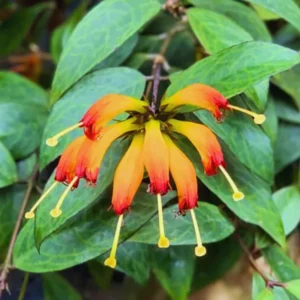 Lipstick Plant Black Pagoda Vine Live Houseplant 4-inch Pot Indoor