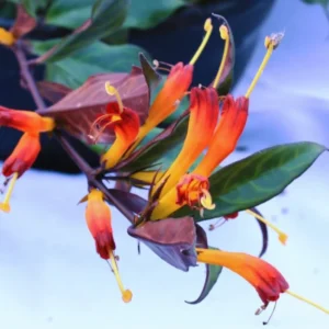 Lipstick Plant Black Pagoda Vine Live Houseplant 4-inch Pot Indoor