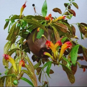 Lipstick Plant Black Pagoda Vine Live Houseplant 4-inch Pot Indoor