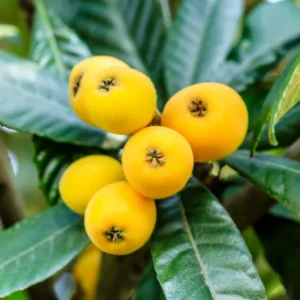 Loquat Plants Set of 2 Seedlings 4-6'' Fruit Tree